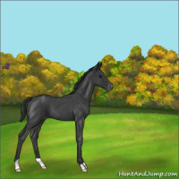 Horse Color:Blue Roan Varnish 