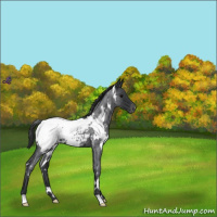 Horse Color:White Spotted Blue Roan Appaloosa 