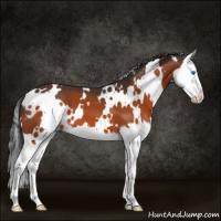 Horse Color:White Spotted Bay Splash 