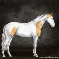 Horse Color:Silver Amber Cream Champagne Splash Tobiano 