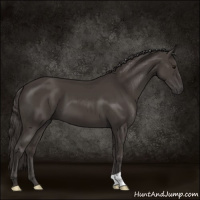 Horse Color:Smoky Black 