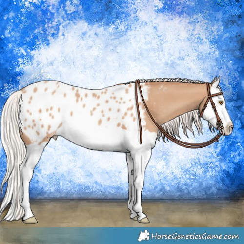 Horse Color:Silver Classic Champagne Splash Appaloosa