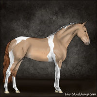 Horse Color:Red Dun Tobiano