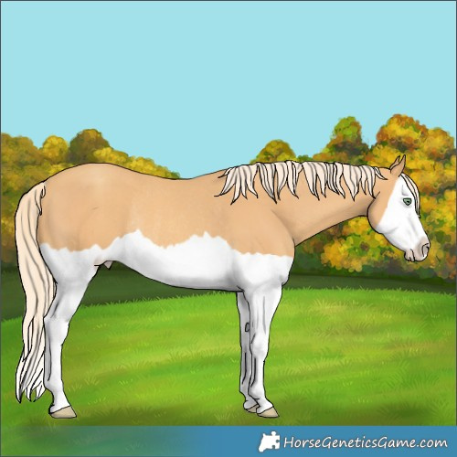 Horse Color:Gold Cream Champagne Splash Rabicano 