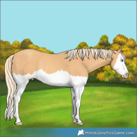 Horse Color:Gold Cream Champagne Splash Rabicano 
