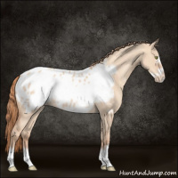 Horse Color:Gold Champagne Dun Frame Appaloosa 