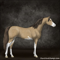 Horse Color:Classic Cream Champagne Sabino 