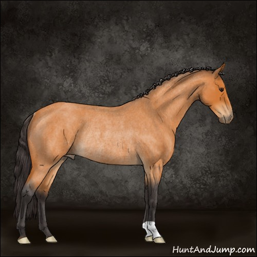 Horse Color:Buckskin Roan Rabicano 
