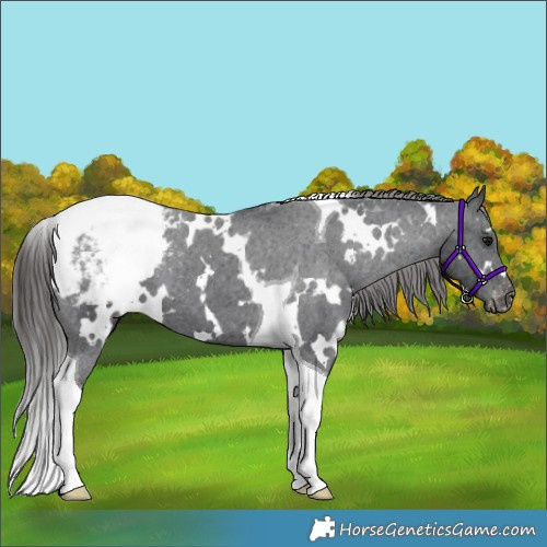 Horse Color:White Spotted Black Tobiano Appaloosa