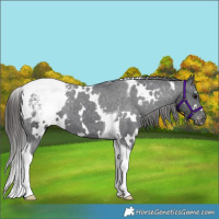 Horse Color:White Spotted Black Tobiano Appaloosa 