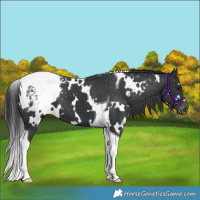 Horse Color:White Spotted Black Tobiano Appaloosa 