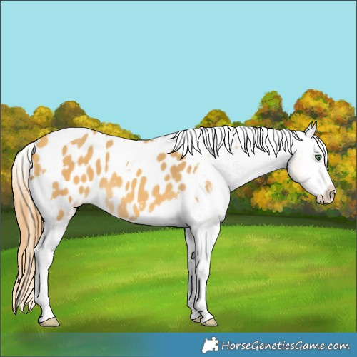 Horse Color:Amber Cream Champagne Tobiano Appaloosa 