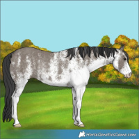 Horse Color:White Spotted Grullo Rabicano 