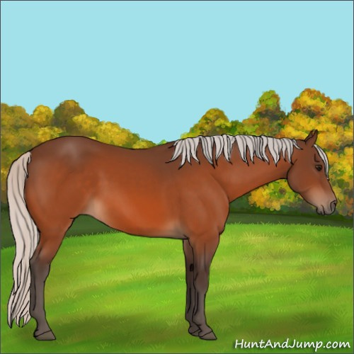 Horse Color:Silver Bay 