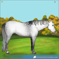 Horse Color:Gray Brown 