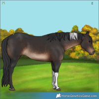 Horse Color:Brown Tobiano Rabicano 