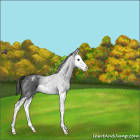 Horse Color:Blue Roan Splash Varnish 