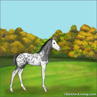 Horse Color:Blue Roan Splash Appaloosa 