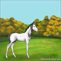 Horse Color:Blue Roan Splash Near Fewspot 