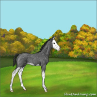 Horse Color:Blue Roan Splash Snowflake Varnish 