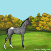 Horse Color:Blue Roan Varnish 