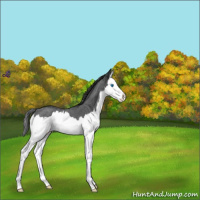 Horse Color:Blue Roan Splash Varnish 