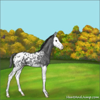Horse Color:Blue Roan Splash Near Leopard 