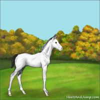 Horse Color:Blue Roan Splash Appaloosa