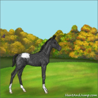 Horse Color:Blue Roan Snowflake Varnish