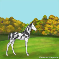 Horse Color:White Spotted Blue Roan Splash Appaloosa 