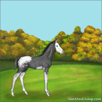 Horse Color:Blue Roan Splash Snowcap