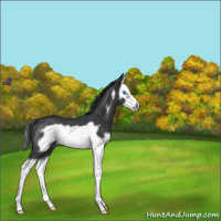 Horse Color:Blue Roan Splash Frame Appaloosa 