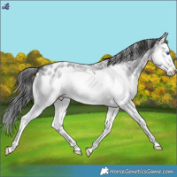 Horse Color:Blue Roan Splash Appaloosa 