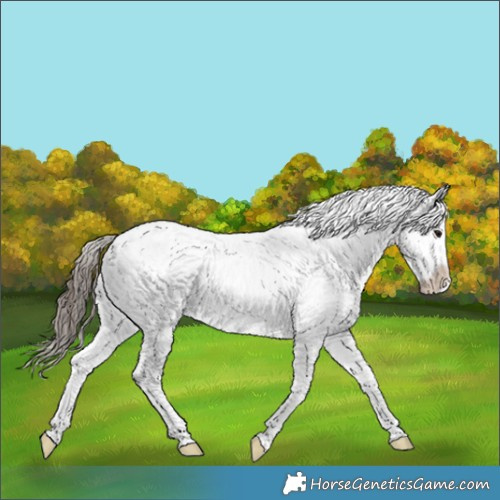 Horse Color:Blue Roan Appaloosa Rabicano 
