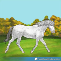 Horse Color:Blue Roan Appaloosa Rabicano 