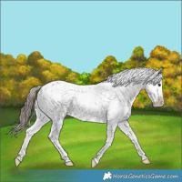 Horse Color:Blue Roan Appaloosa Rabicano
