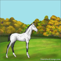 Horse Color:Blue Roan Near Leopard 