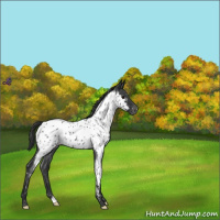 Horse Color:Blue Roan Appaloosa 