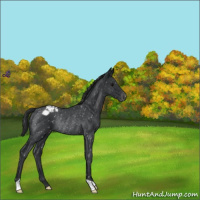 Horse Color:Blue Roan Snowflake VarnishRabicano 