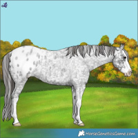 Horse Color:Blue Roan Splash Appaloosa 