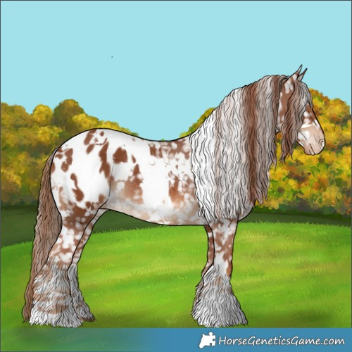 Horse Color:White Spotted Chestnut Appaloosa Rabicano 