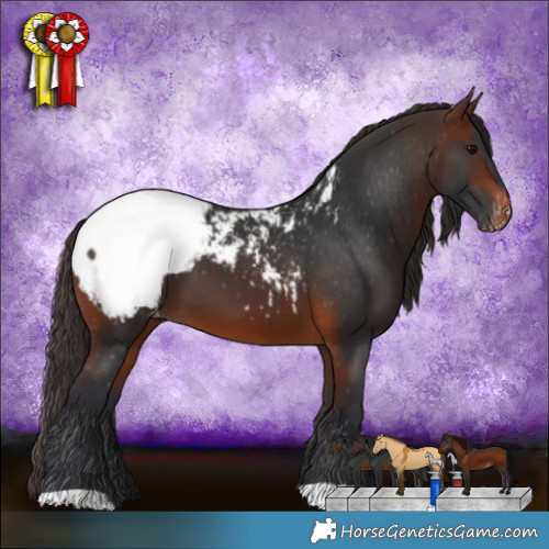Horse Color:Brown Appaloosa 