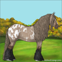 Horse Color:Liver Red Dun Sabino Appaloosa 
