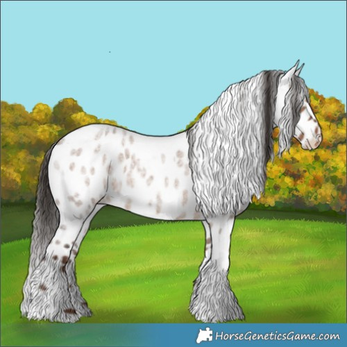 Horse Color:Liver Red Dun Roan Appaloosa 
