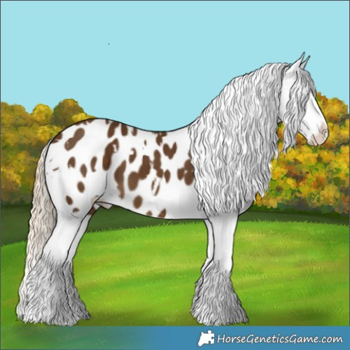 Horse Color:White Spotted Chocolate Palomino Appaloosa 