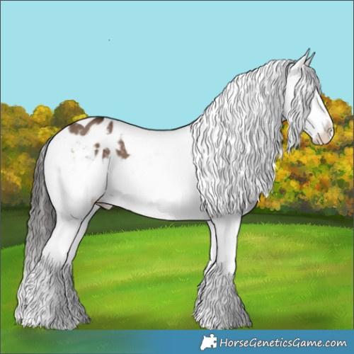 Horse Color:Liver Red Dun Tobiano Appaloosa 