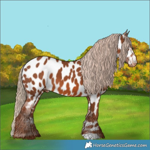 Horse Color:Chestnut Appaloosa 