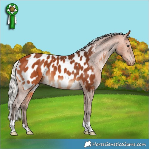 Horse Color:Silver Bay Appaloosa 