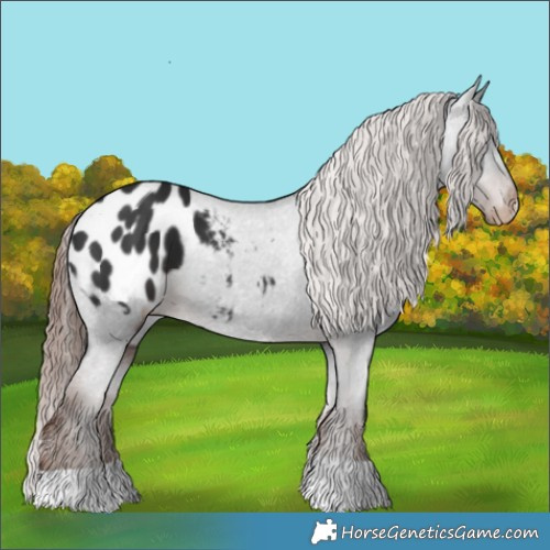 Horse Color:Liver Chestnut Appaloosa 
