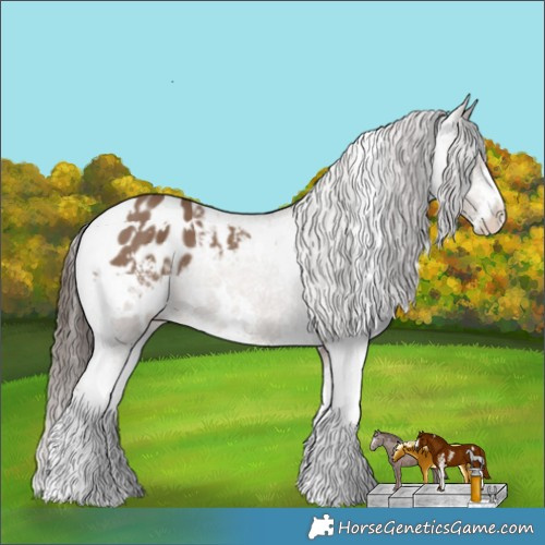 Horse Color:White Spotted Liver Red Dun Sabino Appaloosa 